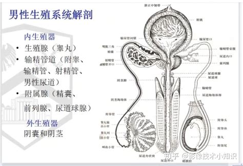 男人下体|男外生殖器(实图)